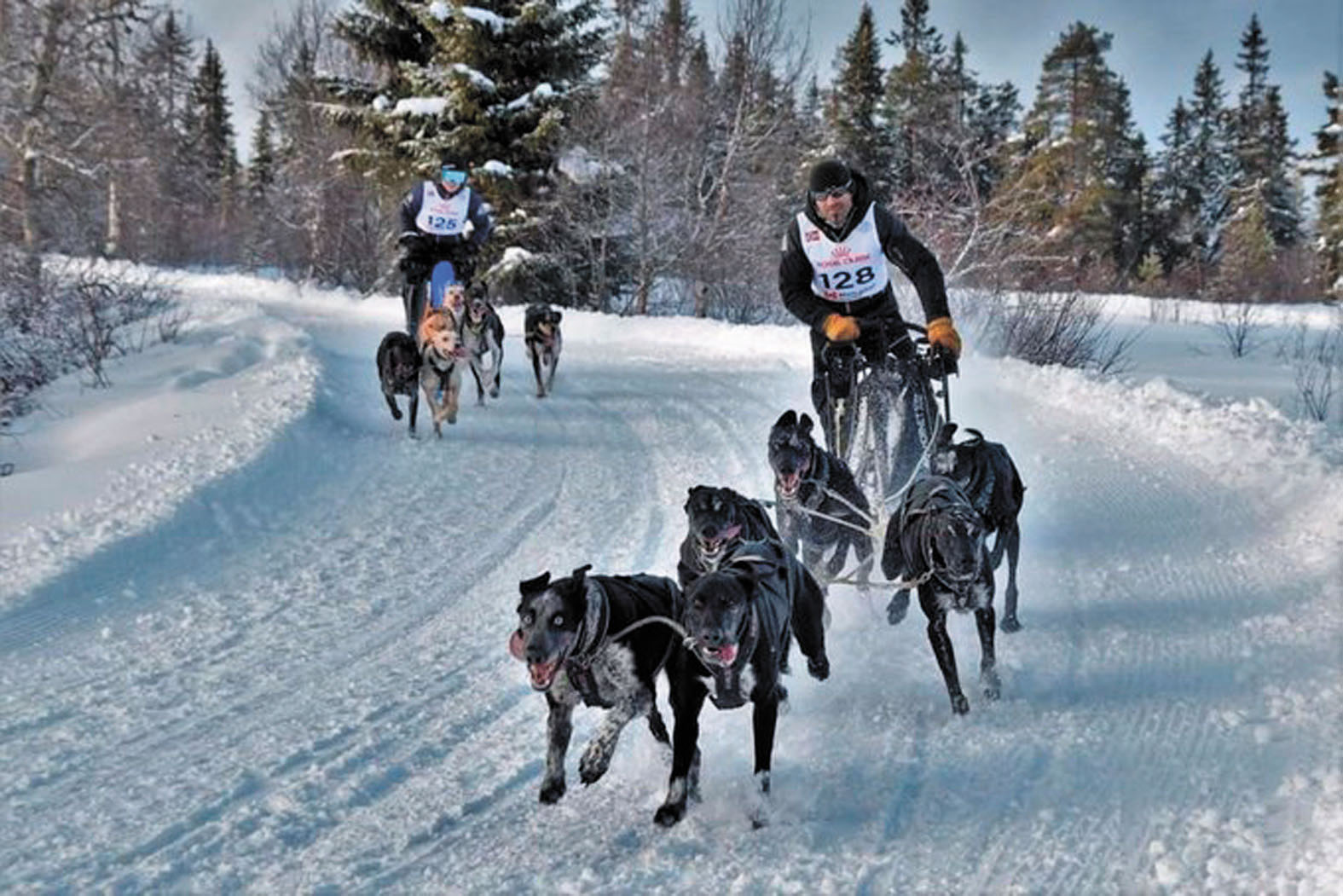 IKER OZKOIDI, CAMPEÓN DEL MUNDO DE MUSHING EN NORUEGA